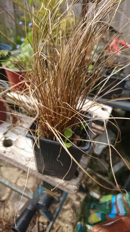 Photo of free Carex Comans Bronze Curls, ornamental grass (Morecambe LA4) #1
