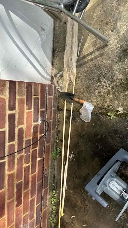 Photo of free Pampas grass root bsll (New Eltham SE9) #2