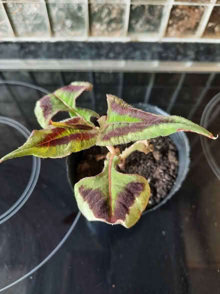Photo of free persecaria runcinata purple fantas (Morden SM4) #1