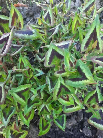 Photo of free persecaria runcinata purple fantas (Morden SM4) #2