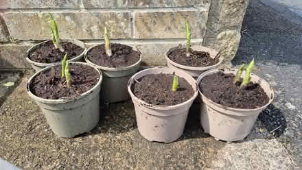 Photo of free Hostas (Kingsway) #2