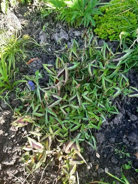 Photo of free persecaria runcinata purple fantas (Morden SM4) #3