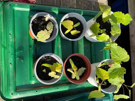 Photo of free Acer Seedlings (Offmoor Farm DY10) #1