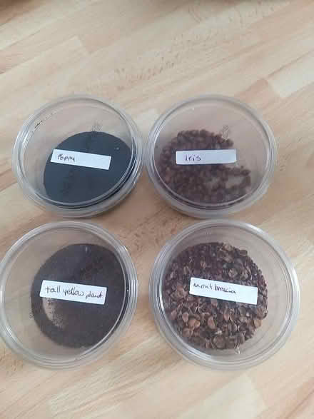 Photo of free Seeds, yellow poppy, Mont Bretia, Iris, tall yellow plant (Penwortham PR1) #1