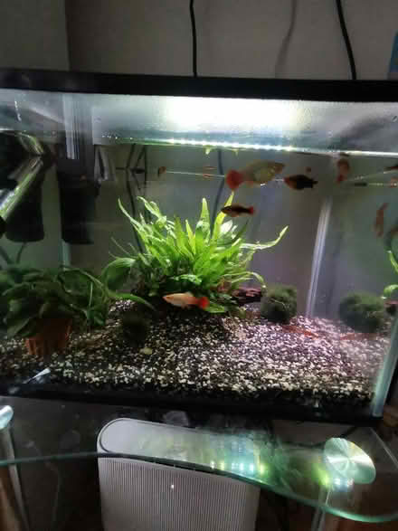 Photo of free 8 small and large platy fish to give away (Copsewood CV3) #1