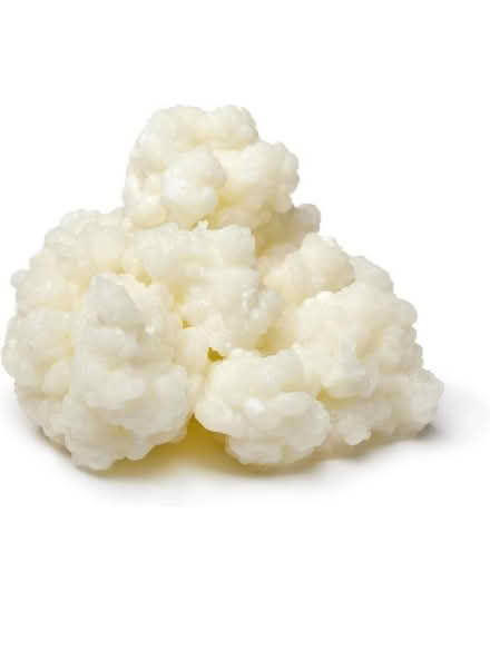 Photo of free Organic Kefir Grains 10g (Brize Norton OX18) #2