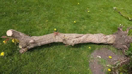 Photo of free Elder wood (Kirkby Stephen CA17) #1