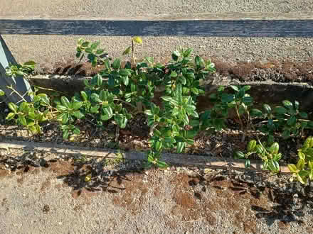 Photo of free Holly bushes (Greatfield GL53) #1