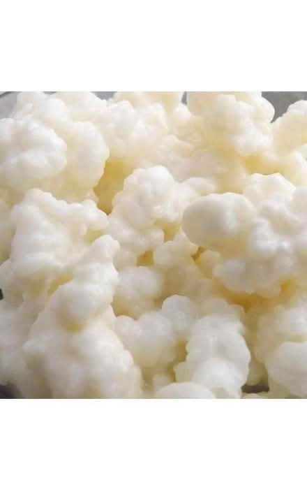 Photo of free Organic Kefir Grains 10g (Brize Norton OX18) #3