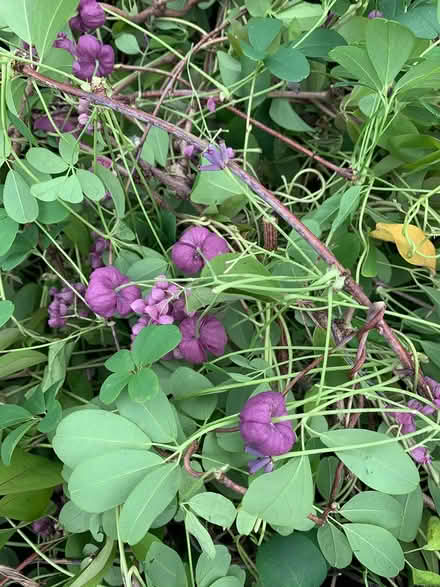Photo of free Akebia cuttings (Lake City/Meadowbrook) #3