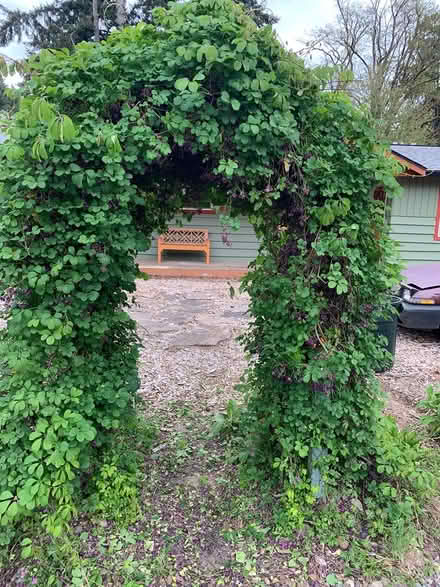 Photo of free Akebia cuttings (Lake City/Meadowbrook) #1