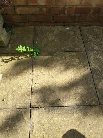 Photo of Paving / Patio Slabs (Clifton-upon-Dunsmore CV23) #1