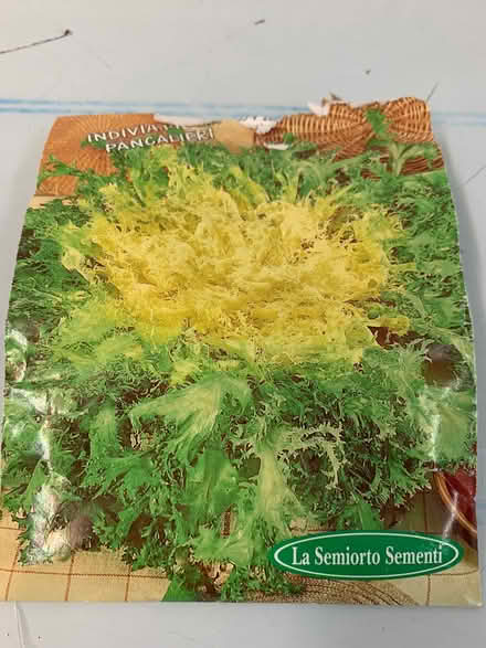 Photo of free Terrified lettuce seedling (Quernmore LA1) #2