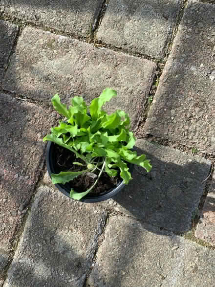 Photo of free Terrified lettuce seedling (Quernmore LA1) #1