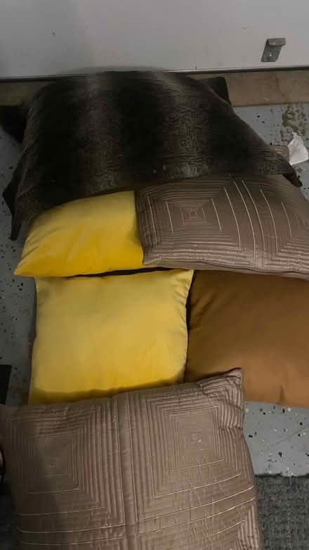 Photo of free Various Square Pillows (Alexandria , VA) #1