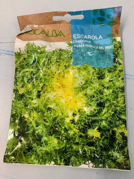 Photo of free Terrified lettuce seedling (Quernmore LA1) #3