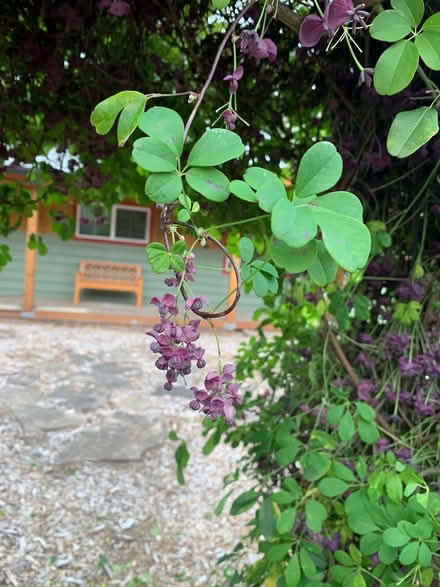 Photo of free Akebia cuttings (Lake City/Meadowbrook) #2