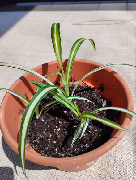 Photo of free Three Small Spider Plants in a Pot (St Thomas Ontario) #1