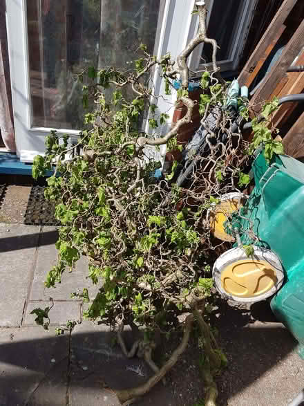 Photo of free twirly twigs (Coventry CV1) #1