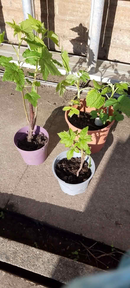 Photo of free Blackcurrant cutting and autumn raspberry (Dearnley OL15) #1