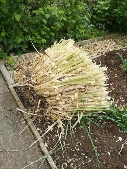 Photo of free Pampas grass (Bradford on Avon BA15) #1