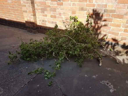 Photo of free twirly twigs (Coventry CV1) #2