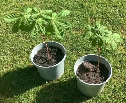 Photo of free Horse Chestnut seedlings (Brickhill MK41) #1