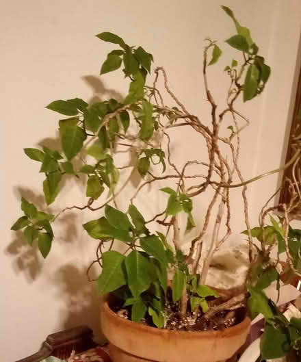 Photo of free Potted Plants (Town of LaGrange) #2