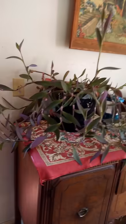 Photo of free Potted Plants (Town of LaGrange) #1