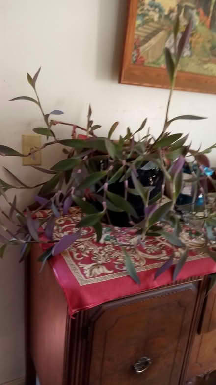 Photo of free Potted Plants (Town of LaGrange) #1