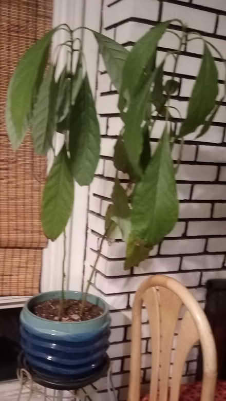 Photo of free Potted Plants (Town of LaGrange) #3