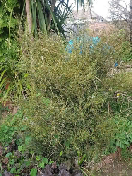 Photo of free Unusual bush (Orpington BR5) #1