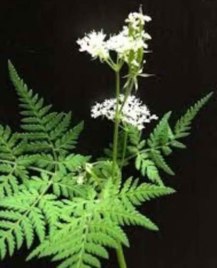 Photo of Sweet cicely - the herb (Wallands Park BN7) #1
