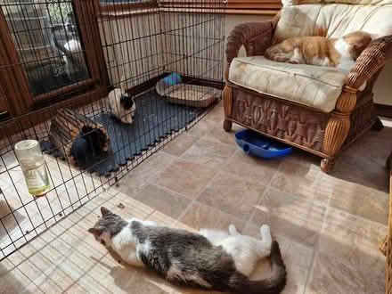 Photo of free Octagonal pet run (Up Hatherley GL51) #1