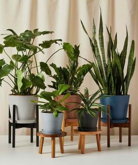 Photo of House plants ðŠī (Milton Keynes Village MK10) #1