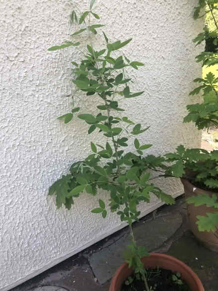 Photo of free Laburnum Tree Seedling (Whaley Thorns NG20) #1