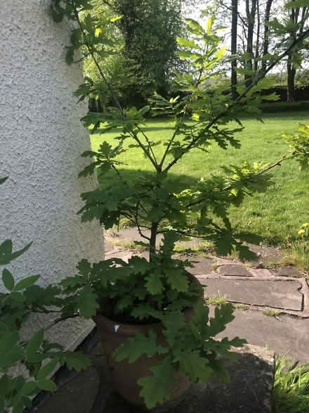 Photo of free Oak Tree Seedling (Whaley Thorns NG20) #1