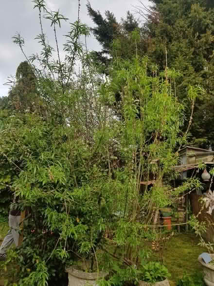 Photo of free Young willow tree (Orpington BR5) #1