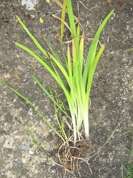 Photo of free Hesperantha or Schizostylis coccinea 'Major' or Crimson flag (Croham CR2) #3