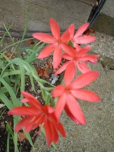 Photo of free Hesperantha or Schizostylis coccinea 'Major' or Crimson flag (Croham CR2) #2