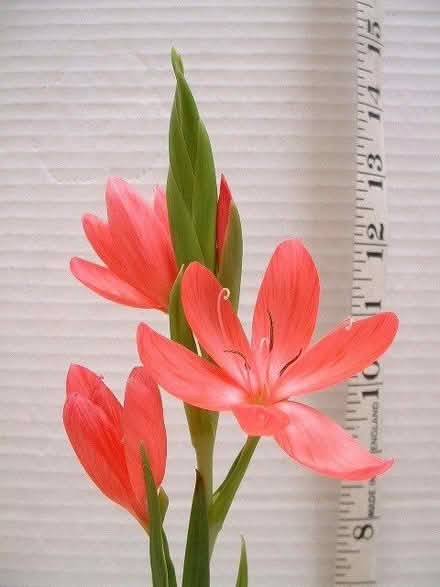 Photo of free Hesperantha or Schizostylis coccinea 'Major' or Crimson flag (Croham CR2) #1