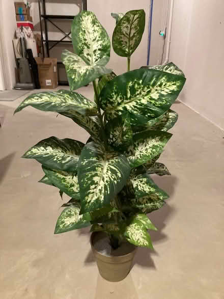 Photo of free Artificial plant (Cherry Hill and Beck area) #2