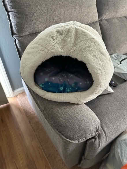 Photo of free Kitty “Igloo” (Prospect Park) #1