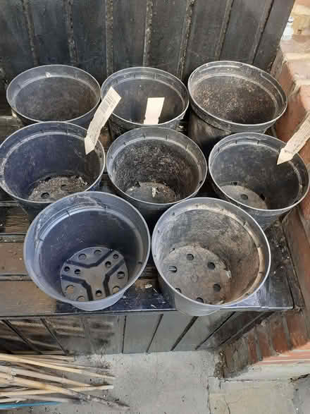 Photo of free 8 medium/large sized plant pots (Wandsworth Common SW12) #1