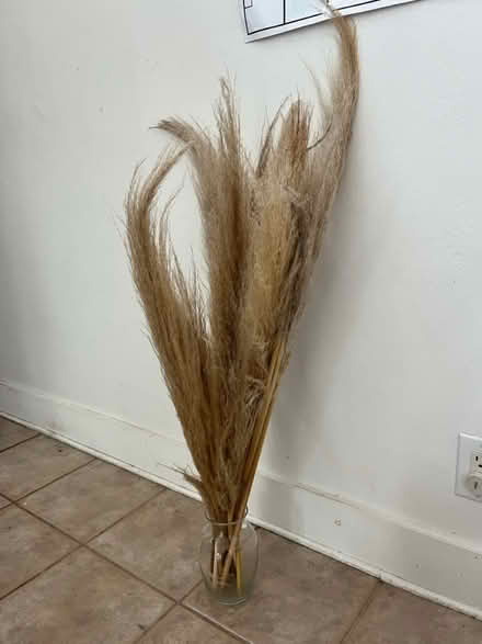 Photo of free decorative pampas grass (Lawrence/ El Camino Real) #1