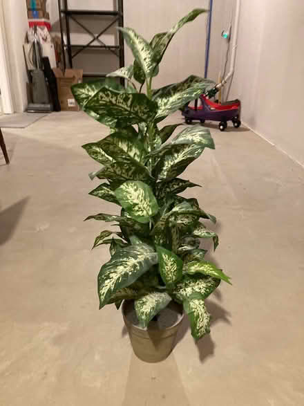 Photo of free Artificial plant (Cherry Hill and Beck area) #1