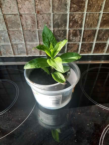 Photo of free Wild Sweet William cutting (Morden SM4) #3