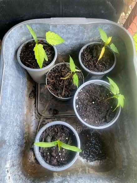 Photo of free Sycamore seedlings (Morden SM4) #1