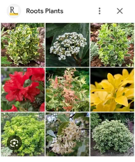 Photo of Shrubs (Cromford DE4) #1