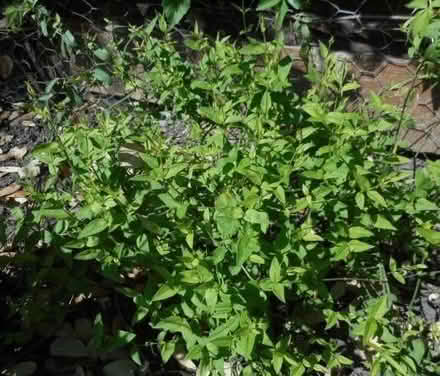 Photo of free Mature Jasmin climbing plant. (East Croydon CR0) #1